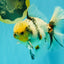 A Grade Marble Oranda Male 6.5 inches #072426OR_07