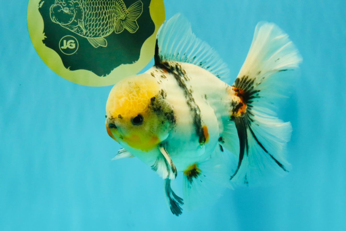A Grade Marble Oranda Male 6.5 inches #072426OR_07