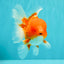 CHUNKY A Grade Cherry Blossom Red White Oranda Male 5.5 inches #061926OR_25