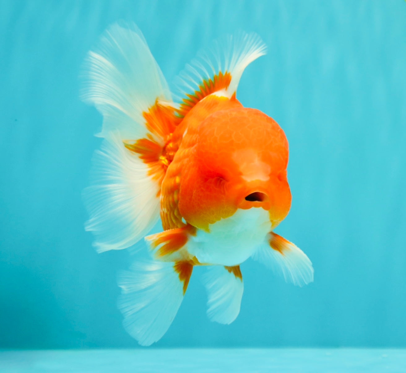 CHUNKY A Grade Cherry Blossom Red White Oranda Male 5.5 inches #061926OR_25