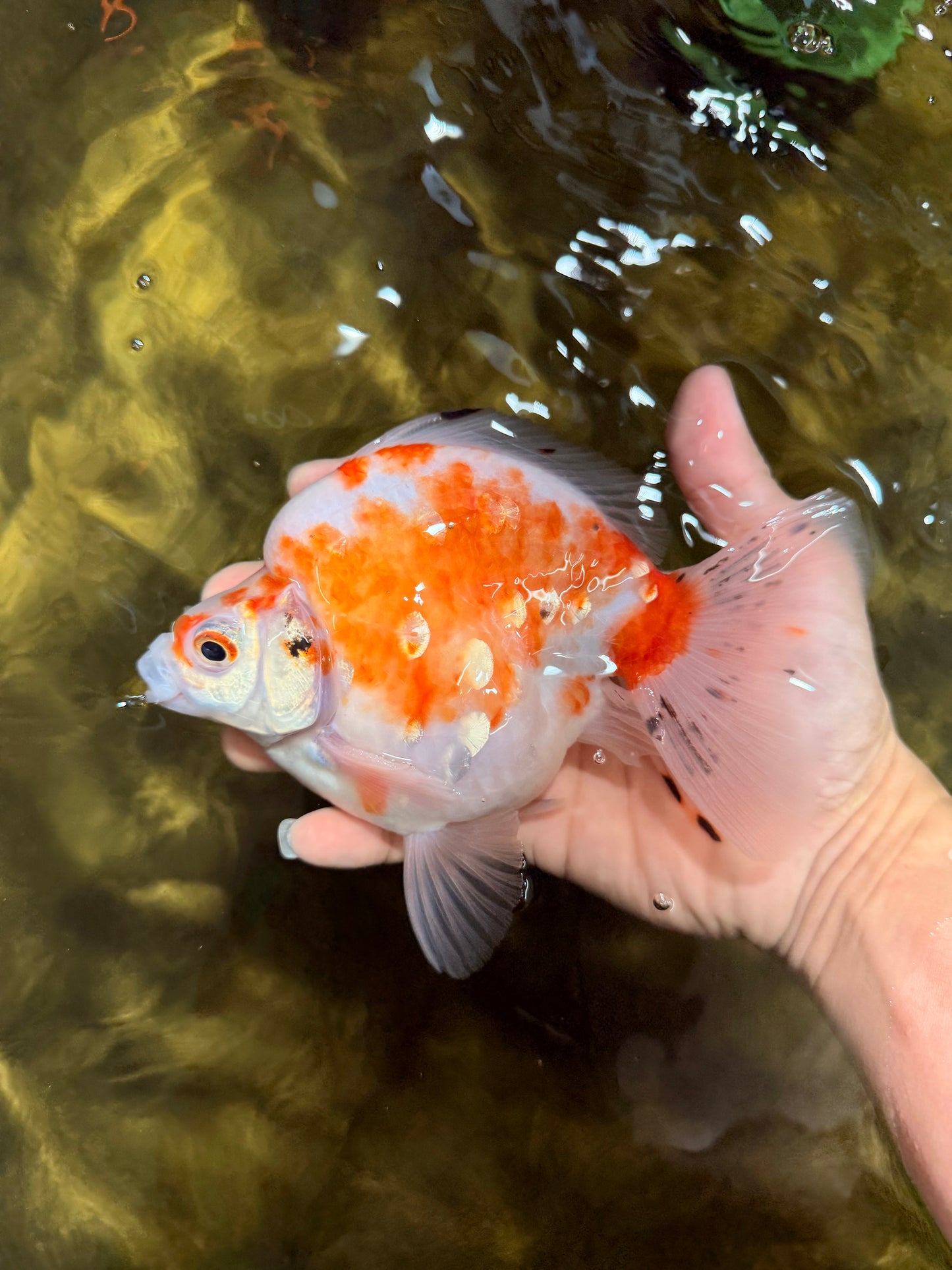 AAA Grade Indonesia Sakura Ryukin Male 6-6.5 inches #111425RK_12