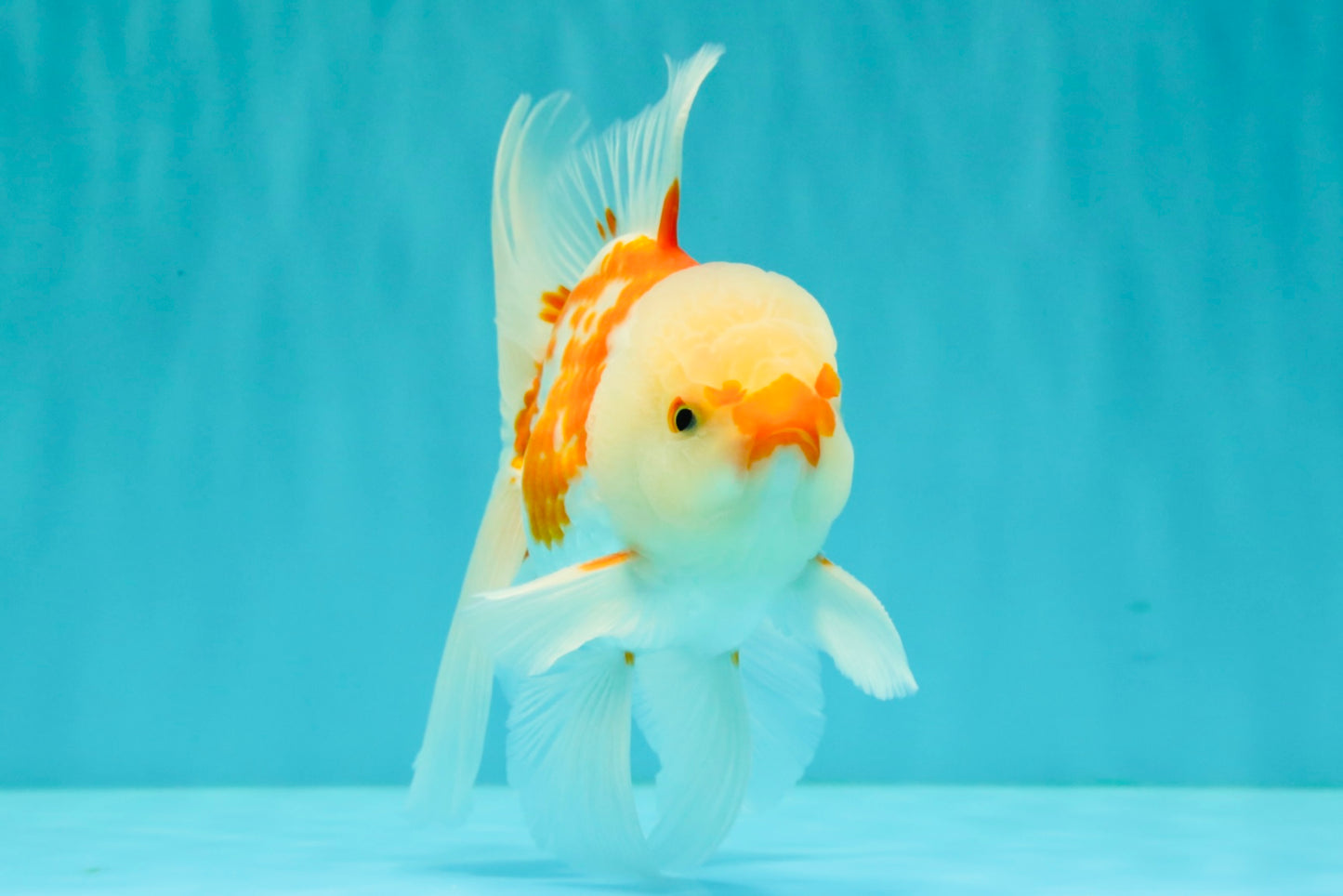 AAA Grade Red White Oranda Male 5.5 inches #062626OR_21