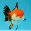 A Grade Tricolor Oranda Female 5-5.5 inches #030626OR_29