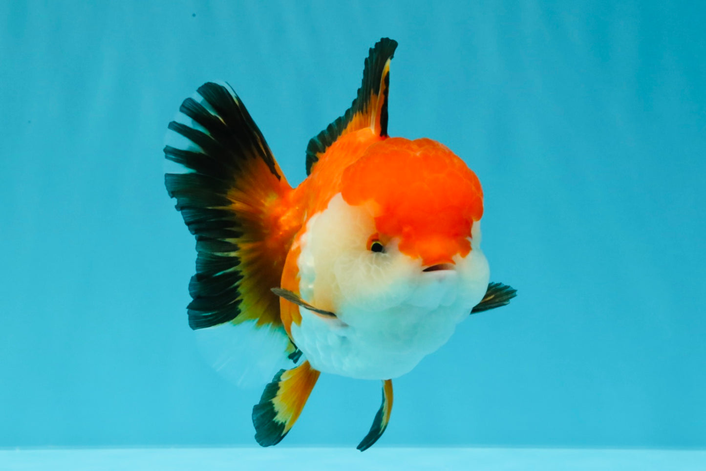 A Grade Tricolor Oranda Female 5-5.5 inches #030626OR_29