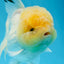 AAA Grade Lemonhead Oranda Male 4.5-5 inches #0830OR_12