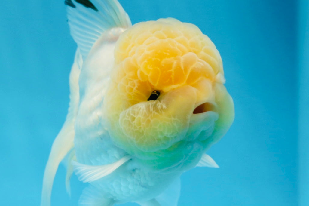 AAA Grade Lemonhead Oranda Male 4.5-5 inches #0830OR_12