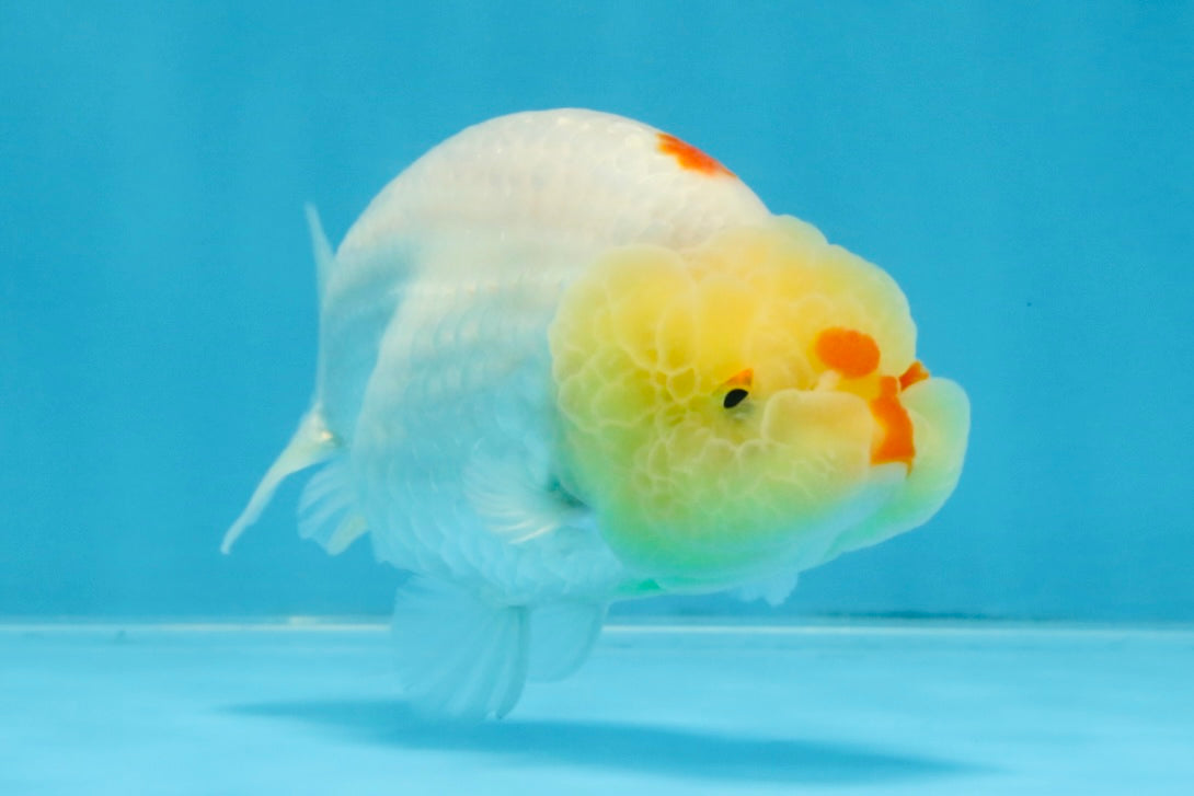 A Grade Red White LionQueen 4 inches #103125LC_21