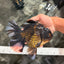 AAA Grade Broadtail Tiger Oranda Male 7.5 inches #073126OR_02