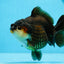 Tricolor Yuanbao Female 5 inches #0913YB_22