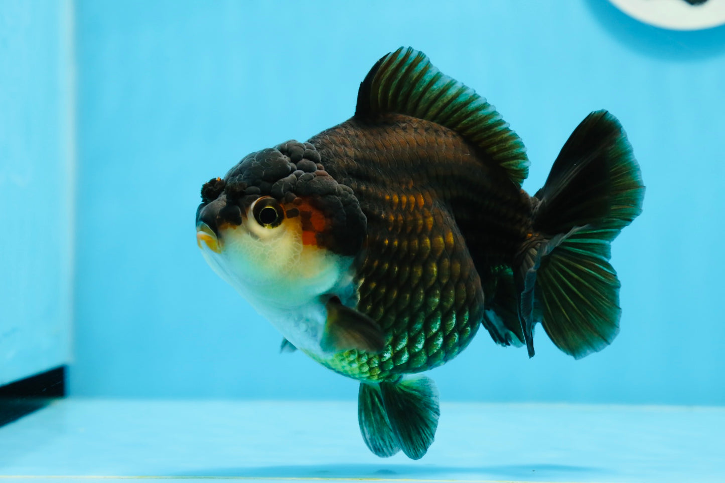 Tricolor Yuanbao Female 5 inches #0913YB_22