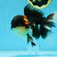 AAA Grade TOP Tricolor Oranda Female 6 inches #051625OR_31