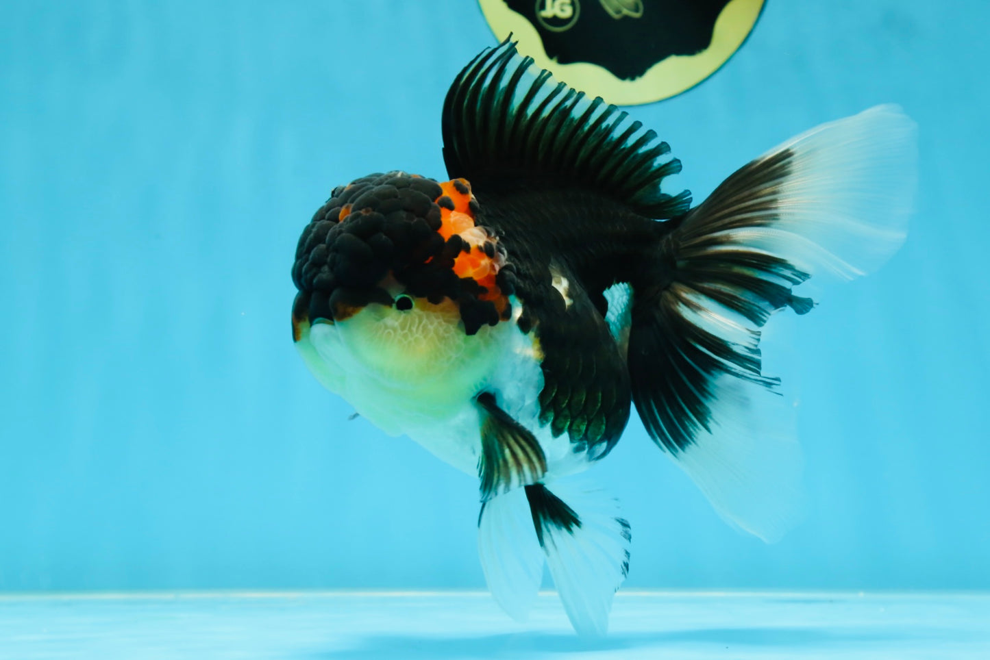 AAA Grade TOP Tricolor Oranda Female 6 inches #051625OR_31