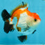CHONKY A Grade Tricolor Yuanbao Male 4.5 inches #110725YB_06