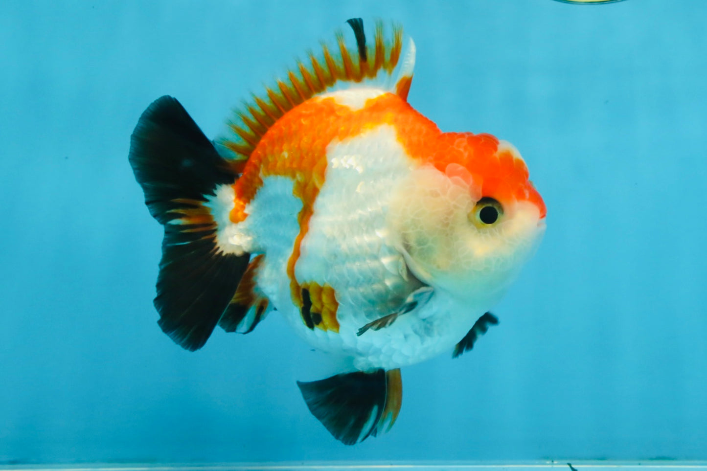 CHONKY A Grade Tricolor Yuanbao Male 4.5 inches #110725YB_06