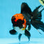 AAA Grade LAVA Tricolor Oranda Male 6 inches #090525OR_12
