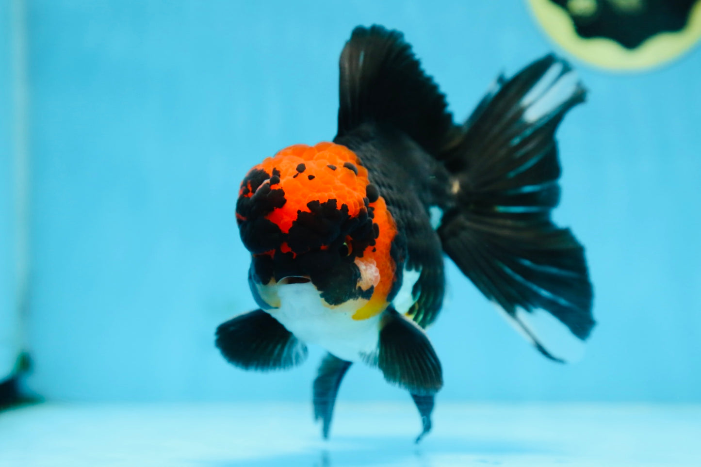 AAA Grade LAVA Tricolor Oranda Male 6 inches #090525OR_12
