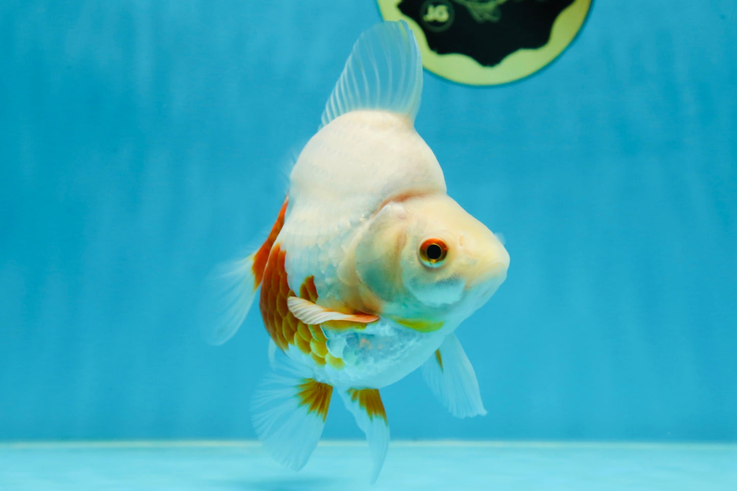 A Grade Red White Ryukin Female 5.5 inches #060625RK_31