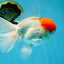 AAA BEST Grade Red White Oranda Male 6 inches #051625OR_21