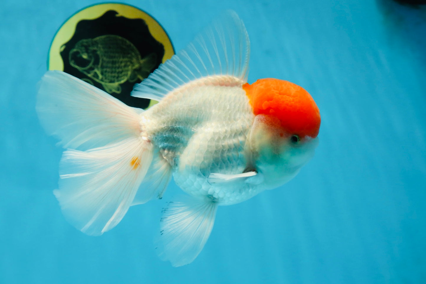 AAA BEST Grade Red White Oranda Male 6 inches #051625OR_21