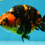 AAA Grade Calico Tiger Chinese Ranchu Male 5 inches #101025RC_19