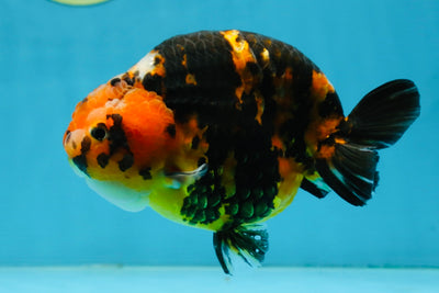AAA Grade Calico Tiger Chinese Ranchu Male 5 inches #101025RC_19