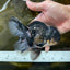 ELVIS PRESLEY A Grade Panda Oranda Male  5.5 inches #082225OR_18