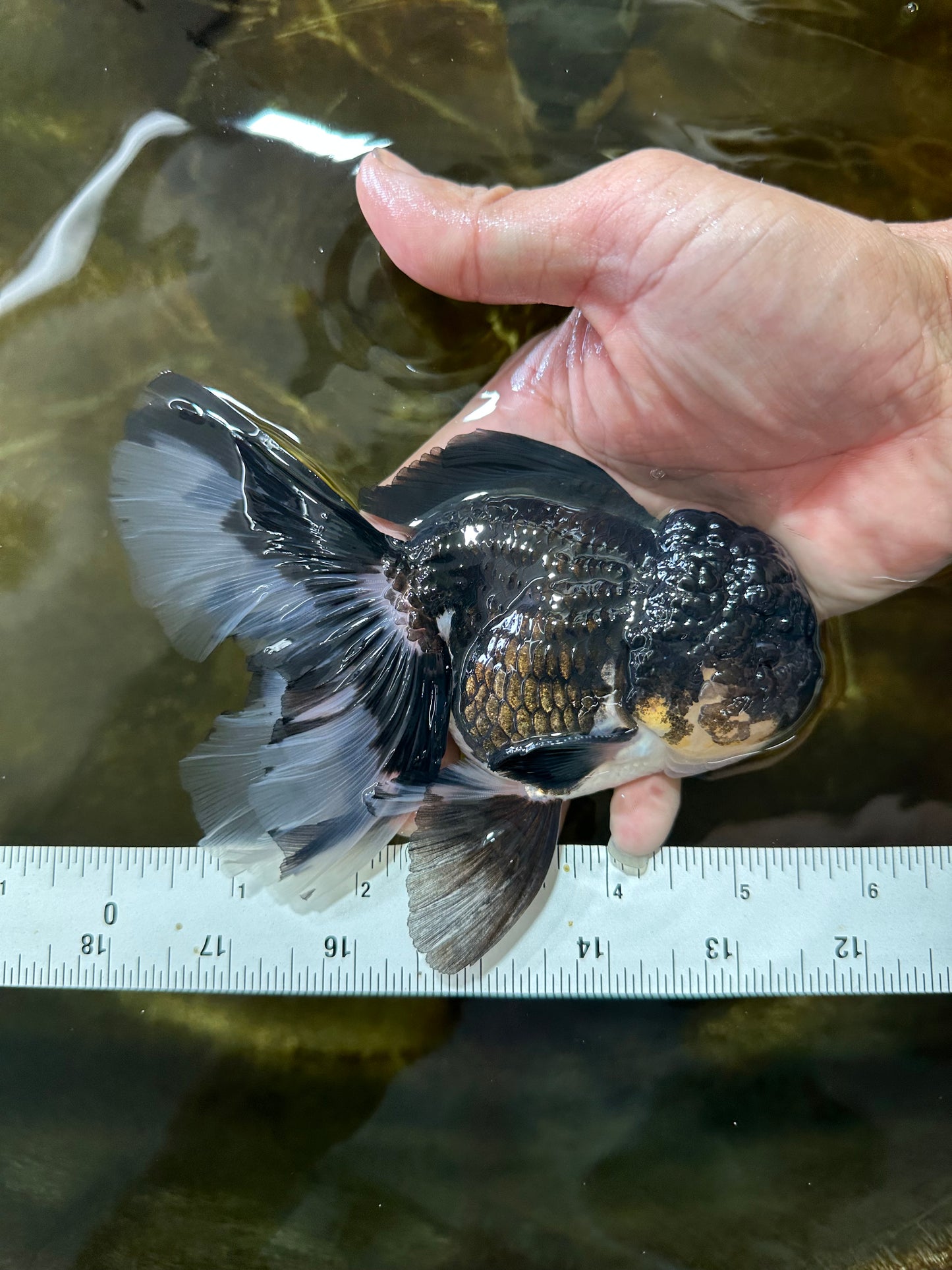 ELVIS PRESLEY A Grade Panda Oranda Male  5.5 inches #082225OR_18
