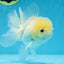 A Grade BEAUTIFUL White Oranda Male 5 inches #072525OR_14