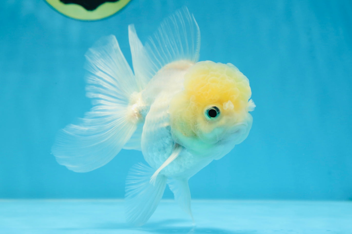 A Grade BEAUTIFUL White Oranda Male 5 inches #072525OR_14