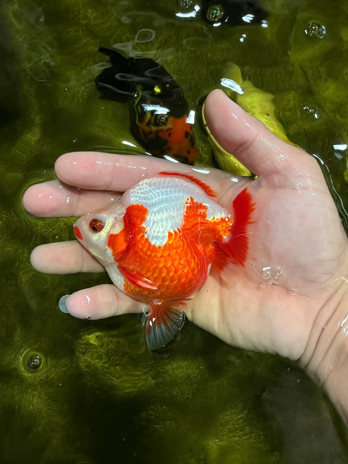 A Grade Red White Ryukin Female 4 inches #022026RK_11