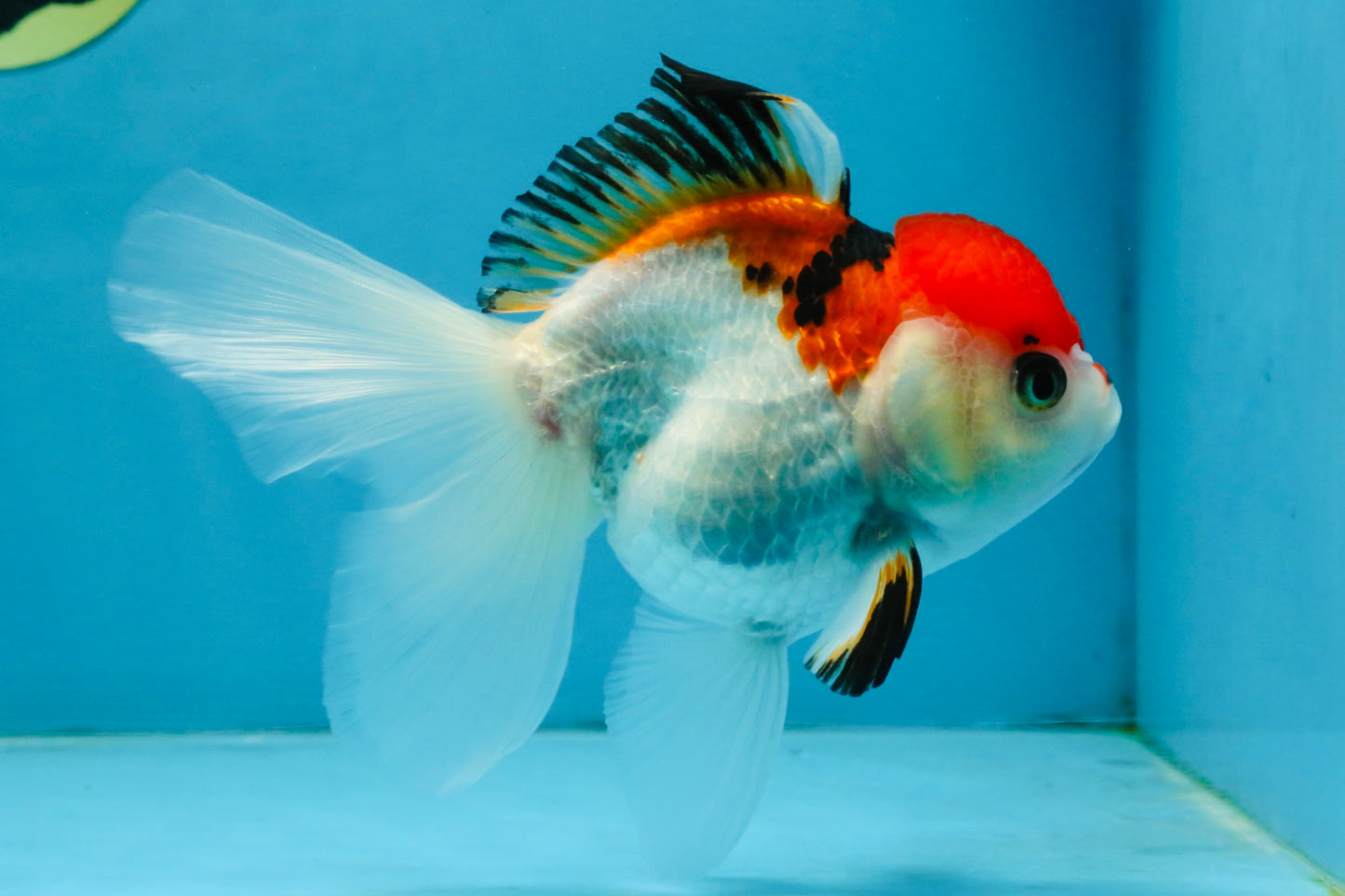 Tricolor Oranda Female 5-5.5 inches #112125OR_19