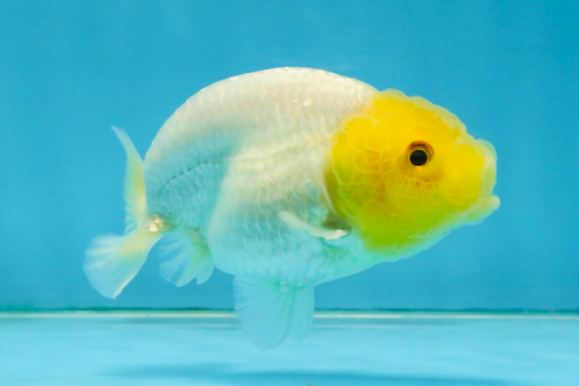 White Lionchu Female 3.5-4 inches #121225LC_14