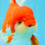 JUMBO AAA Grade Red White Oranda Female 6.5 inches #032726OR_06