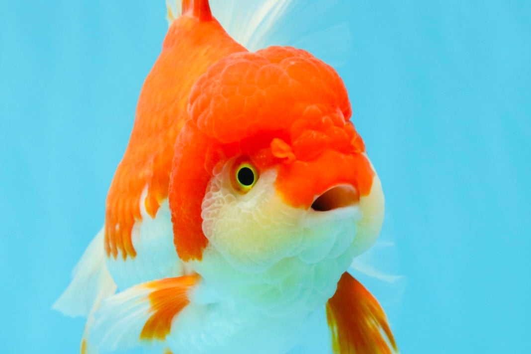 JUMBO AAA Grade Red White Oranda Female 6.5 inches #032726OR_06