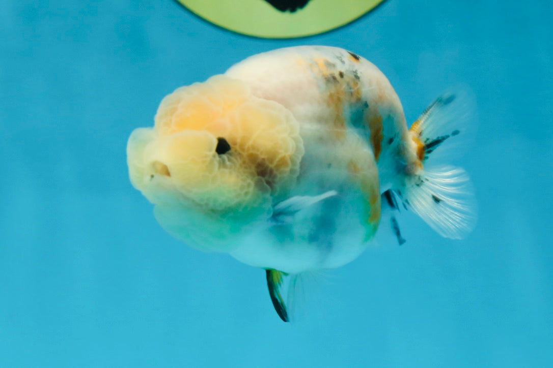 A Grade Calico LionQueen 3.5 inches #051625LC_04