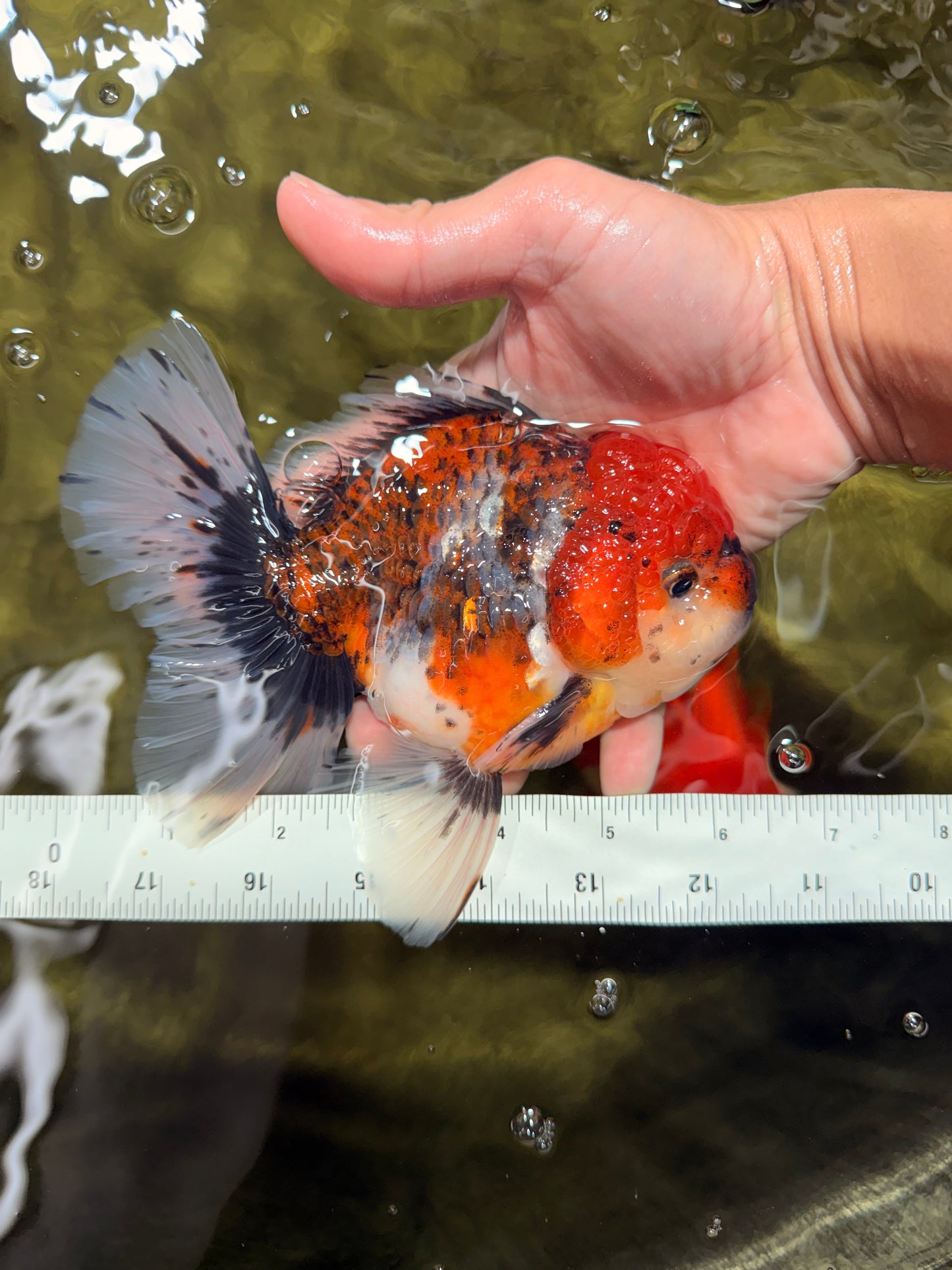 JUMBO A Grade Calico Oranda Male 6-6.5 inches #040326OR_21