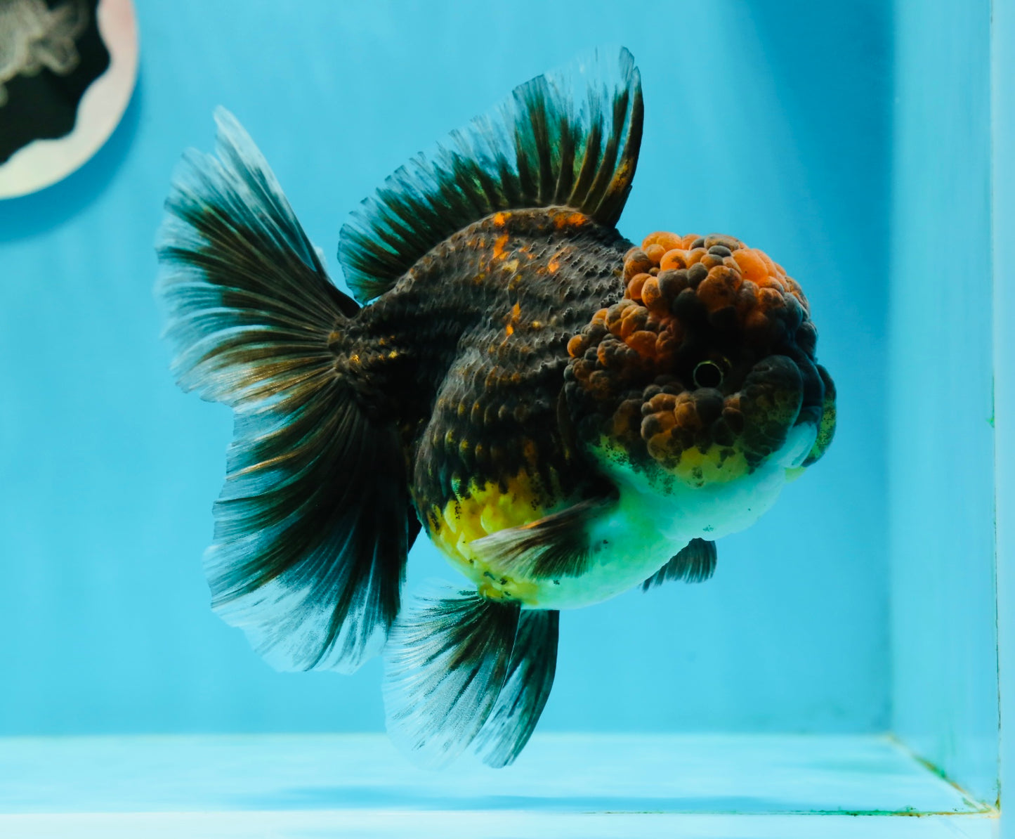 AAA Grade Tiger Oranda Female 5 inches #0119OR_07