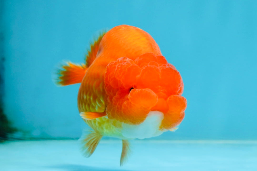 AAA Grade Young Red White LionQueen 4 inches #101025LC_04