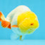 Sunny Lemonhead Lionchu Male 4-4.5 inches #072525LC_04