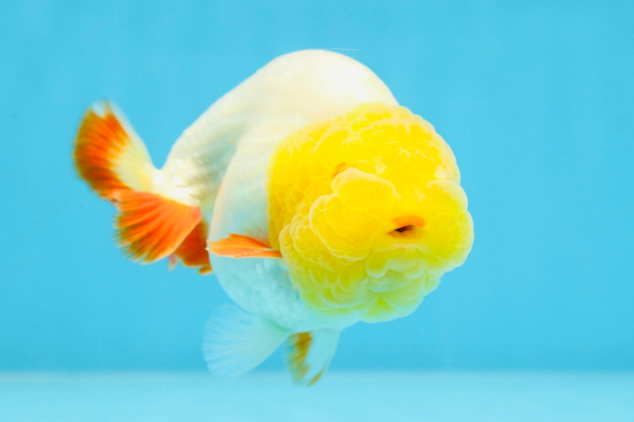 Sunny Lemonhead Lionchu Male 4-4.5 inches #072525LC_04