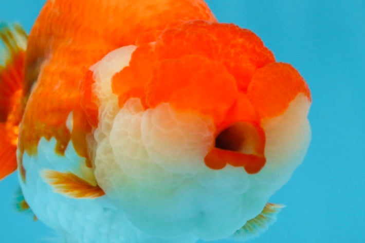 AAA Grade TOP Red White LionQueen 4.5 inches #051625LC_38