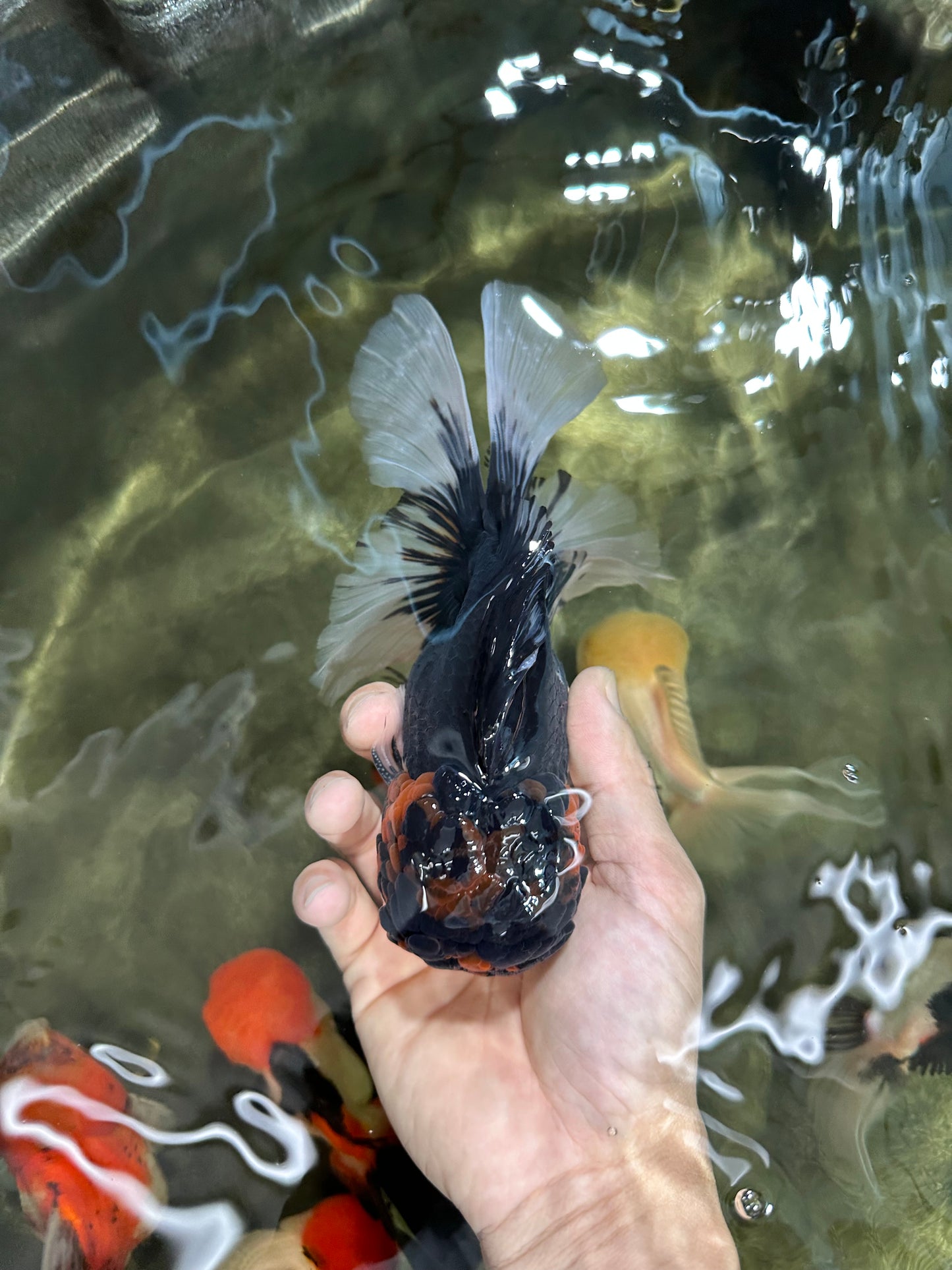 A Grade Tricolor Oranda Male 6.5 inches #060625OR_17