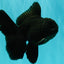 A Grade Black Oranda Male 5-5.5 inches #101626OR_02