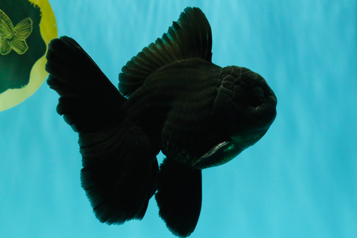 A Grade Black Oranda Male 5-5.5 inches #101626OR_02