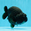 AAA Grade Black Godzilla LionKing 4.5-5 inches #0503LC_22