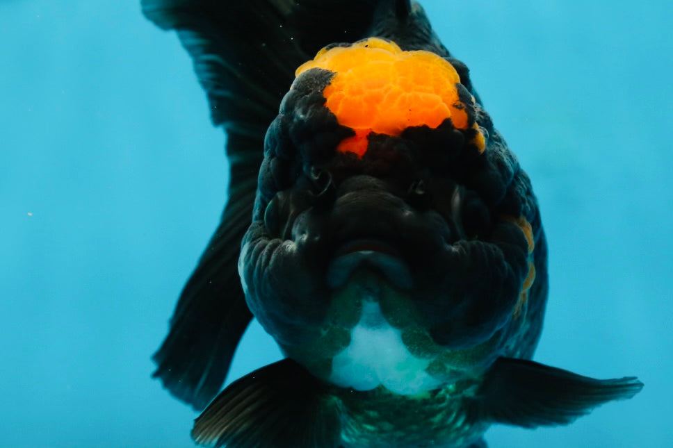 Red Head Oranda Female 5.5 inches #121324OR_15