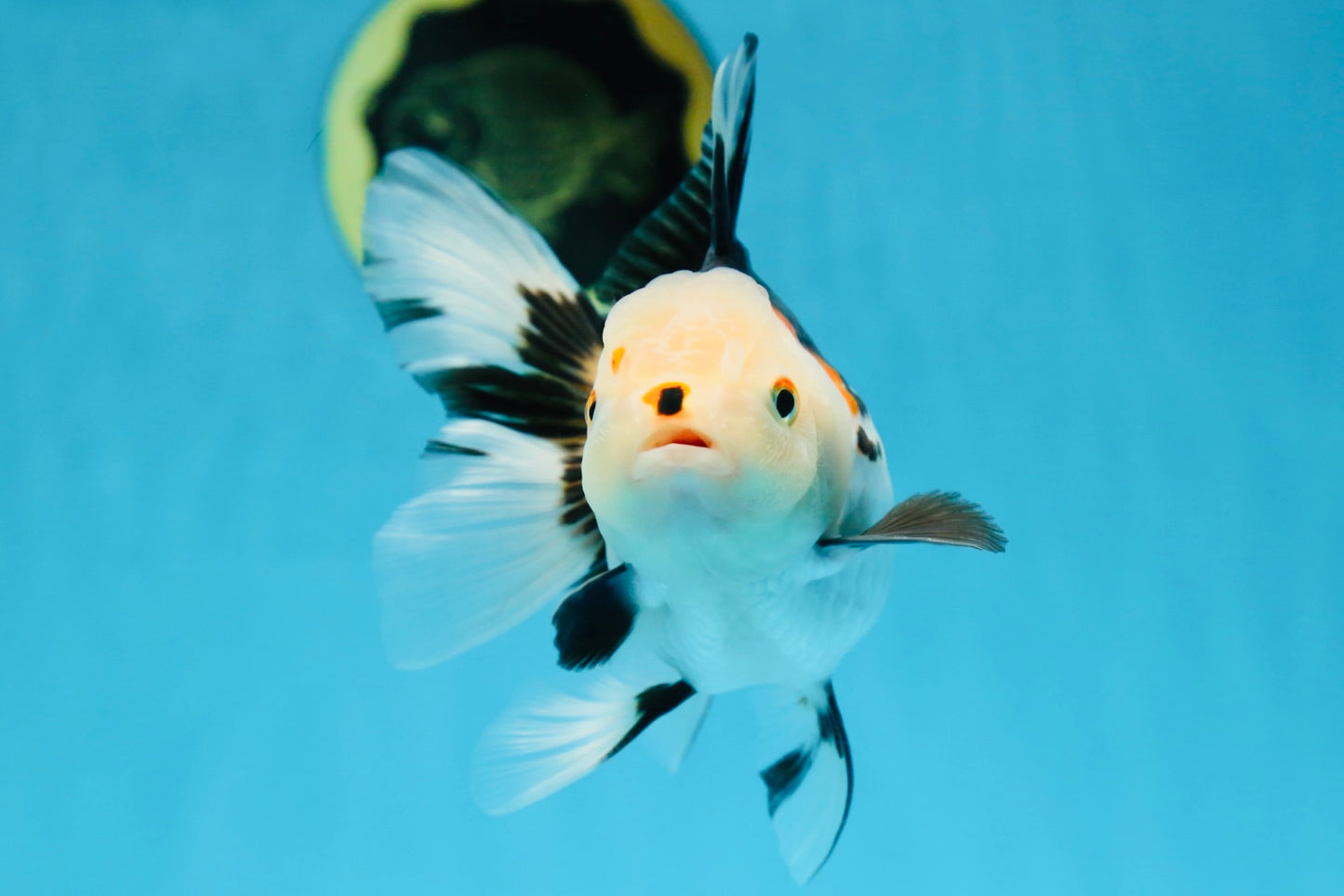 A Grade Tricolor Oranda Female 5-5.5 inches #081525OR_29