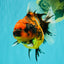 A Grade Tiger Oranda Female 5.5 inches #062626OR_38