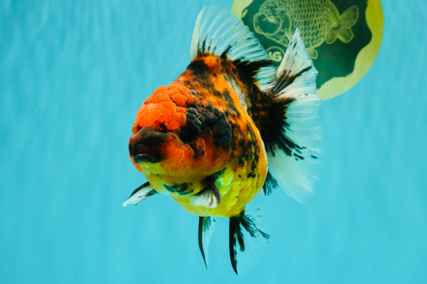 A Grade Tiger Oranda Female 5.5 inches #062626OR_38