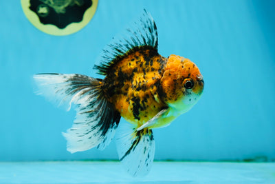 Tiger Prince Oranda Male 4.5-5 inches #011025OR_08